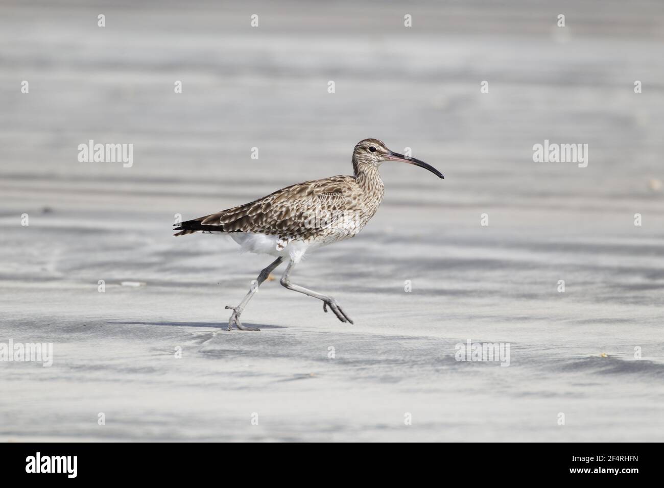 Whimbrel - läuft über den Strand in afrikanischen ÜberwinterungsplätzenNumenius phaeopus Gambia, Westafrika BI025679 Stockfoto