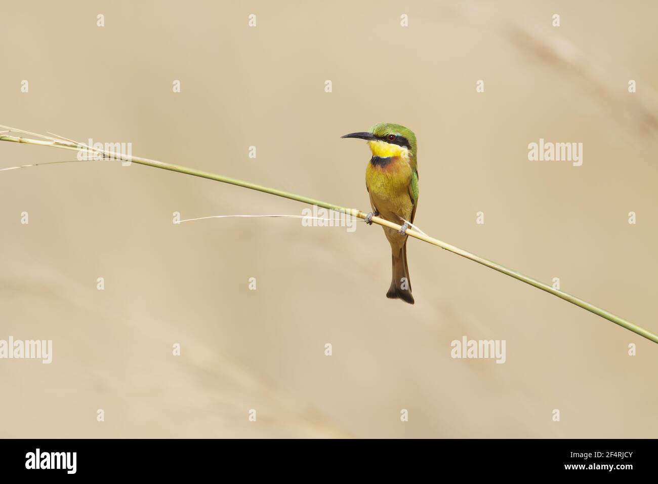 Kleine Bienenfresser Merops percivali percivali Gambia, Westafrika BI025792 Stockfoto