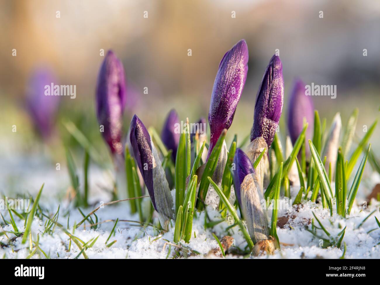 Krokusse blühen im Schnee Stockfoto