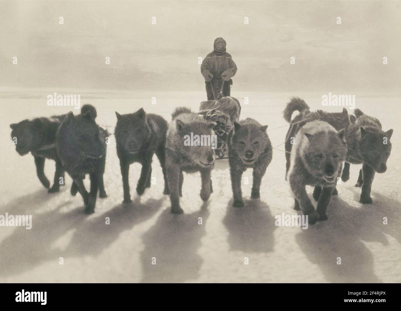 Huskies ziehen Schlitten erste Australasian Antarctic Expedition (1911-1914) fotografiert von Frank Hurley Stockfoto