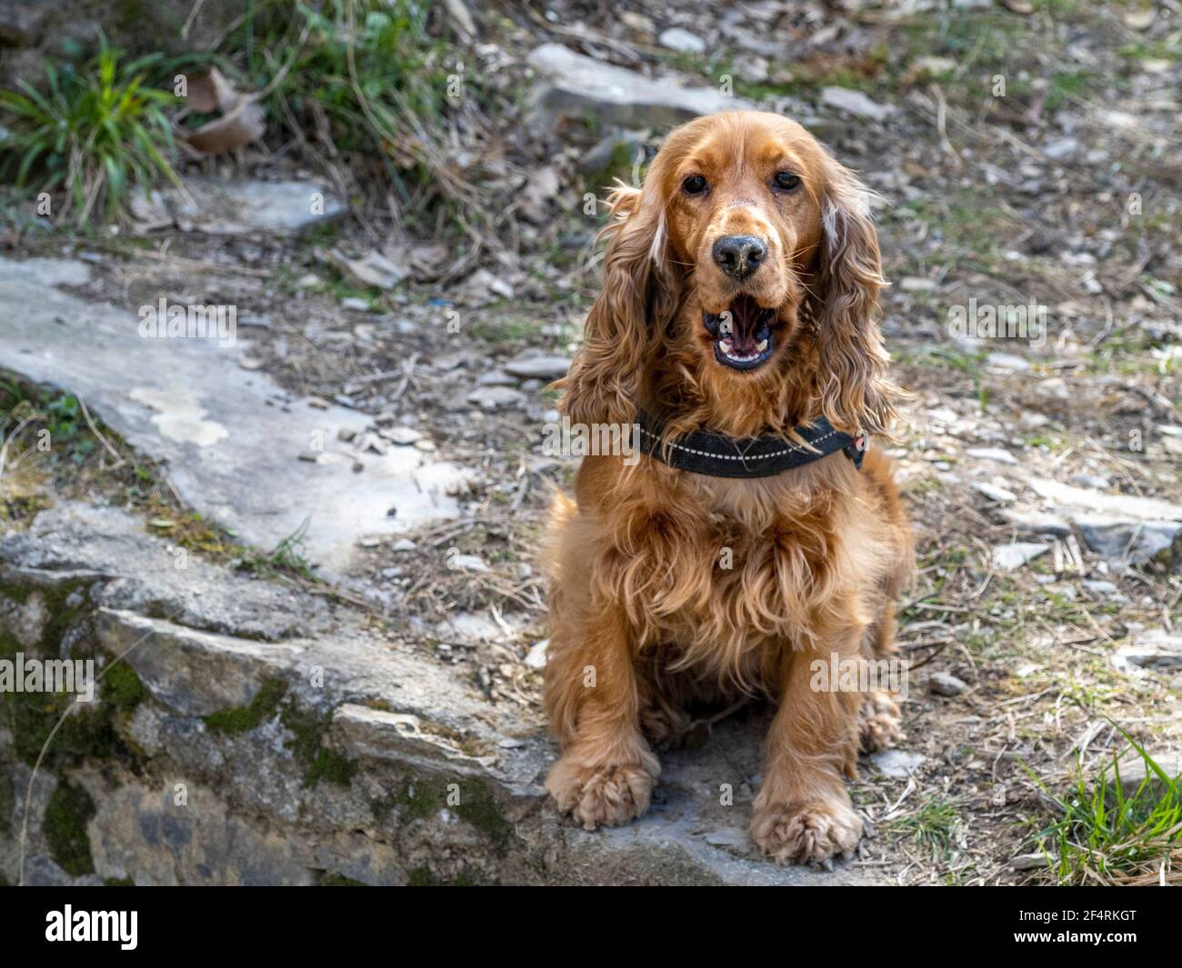 Junge Cocker Spaniel Hundeportrait beim Wandern im Freien Stockfoto