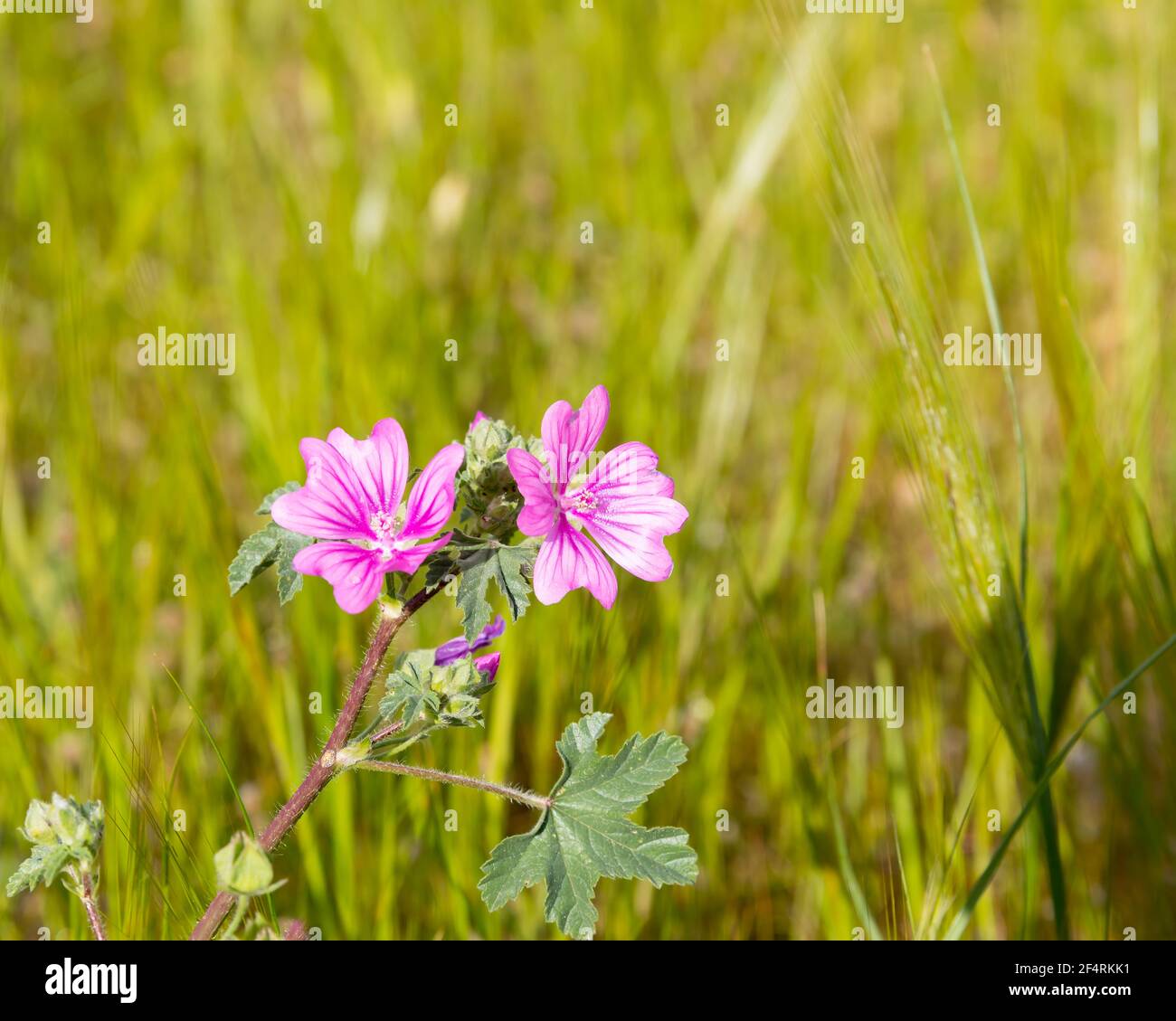 Schönheit In Der Natur. Speicherplatz Kopieren. Rosafarbene Wildblume in der Wiese in voller Blüte. Stock-Bild. Stockfoto