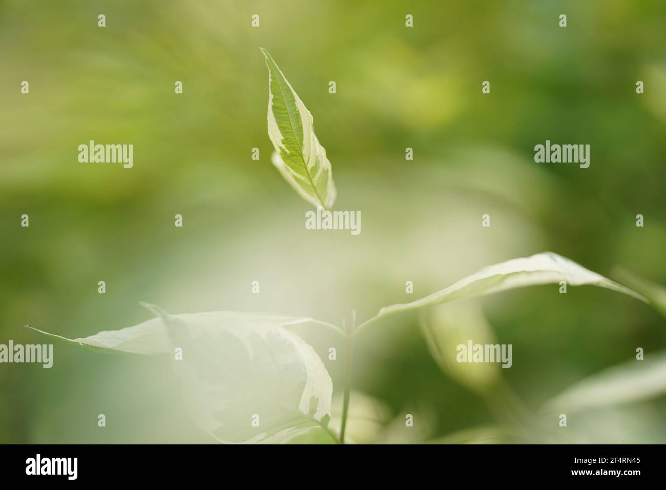 Frühling heller Hintergrund, frisches Blatt auf einem unscharfen Hintergrund im Garten. Hochwertige Fotos Stockfoto