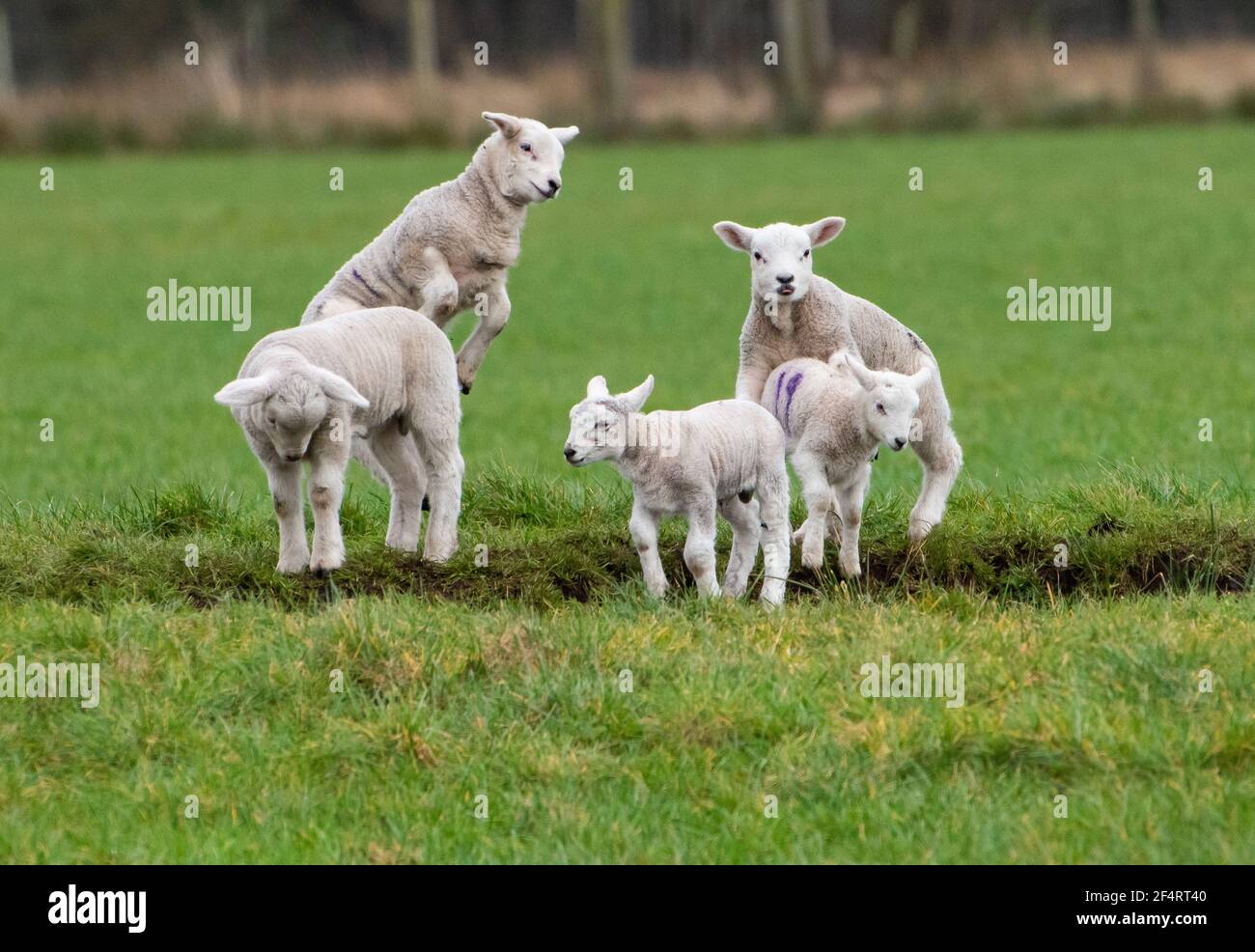 Clitheroe, Lancashire, Großbritannien. März 2021, 22nd. Happy Spring Lämmer spielen in Whitewell, Clitheroe, Lancashire, Großbritannien. Kredit: John Eveson/Alamy Live Nachrichten Stockfoto