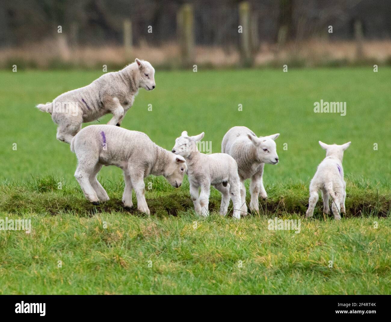 Clitheroe, Lancashire, Großbritannien. März 2021, 22nd. Happy Spring Lämmer spielen in Whitewell, Clitheroe, Lancashire, Großbritannien. Kredit: John Eveson/Alamy Live Nachrichten Stockfoto