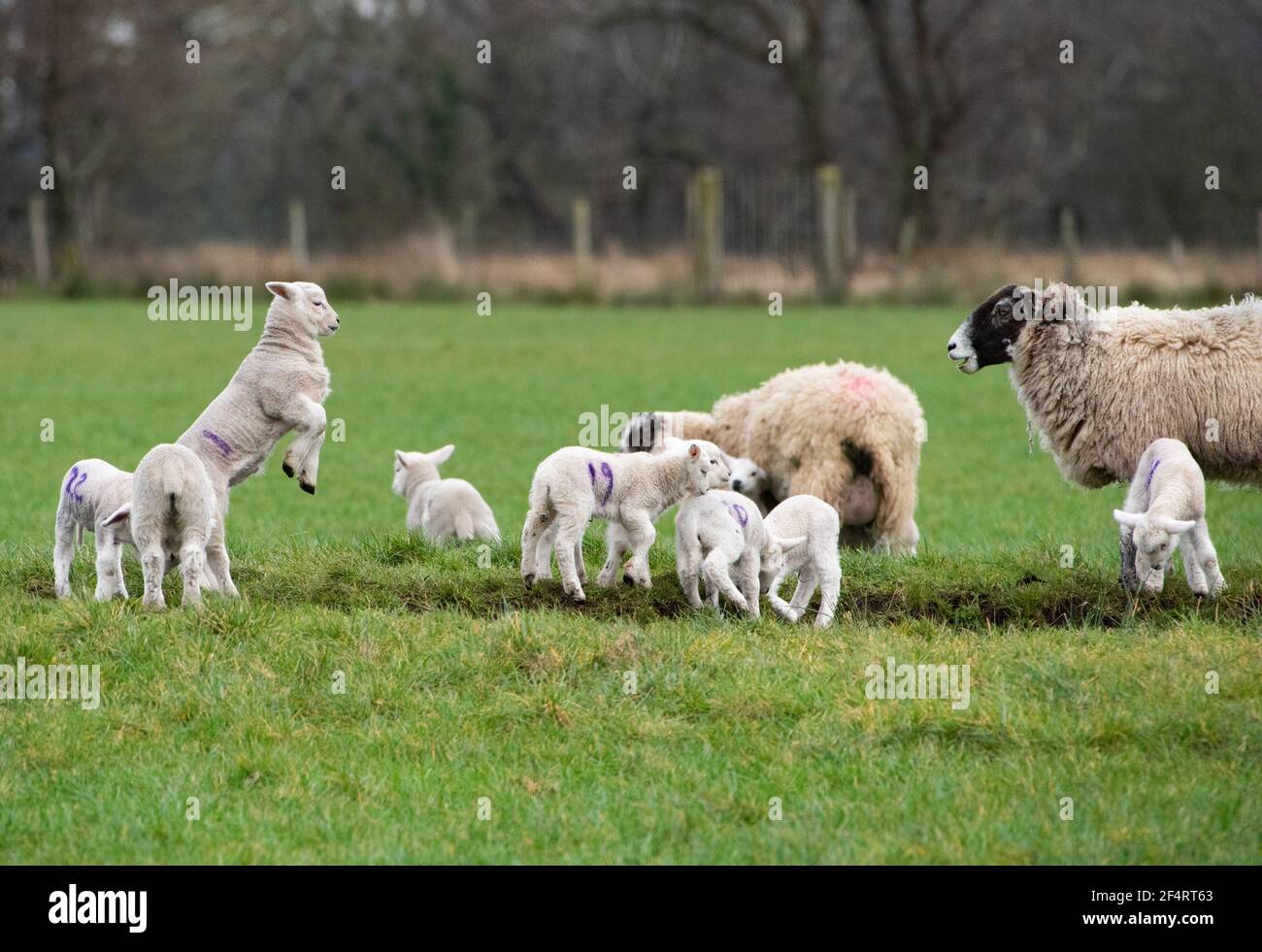 Clitheroe, Lancashire, Großbritannien. März 2021, 22nd. Happy Spring Lämmer spielen in Whitewell, Clitheroe, Lancashire, Großbritannien. Kredit: John Eveson/Alamy Live Nachrichten Stockfoto