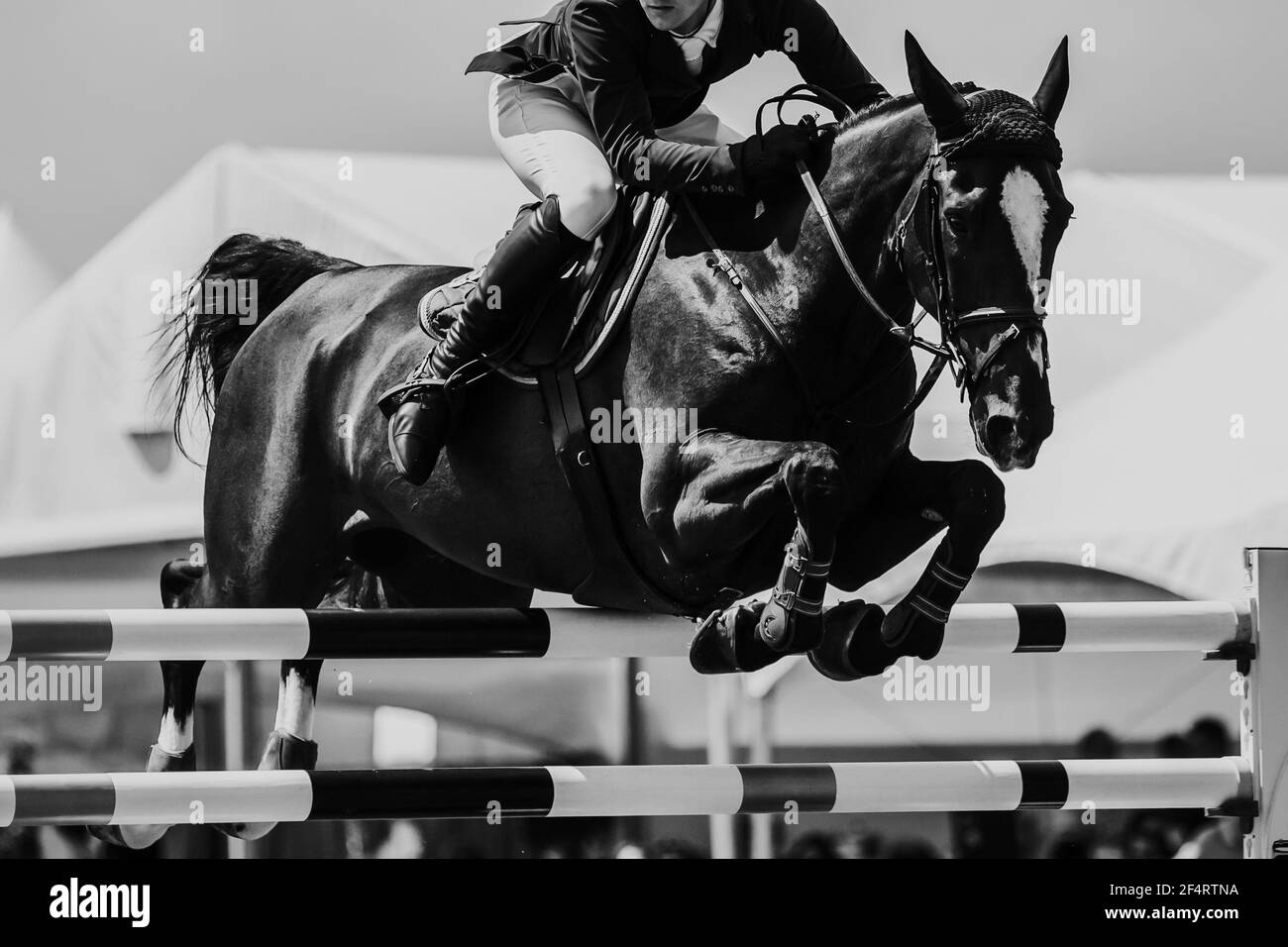 Springreiten, Pferdesport themed Foto. Stockfoto