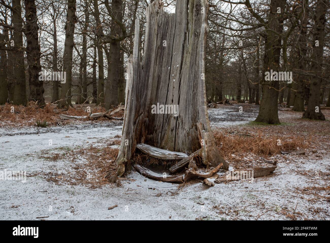 Eisige Temperaturen im Richmond Park, West London während eine Kaltfront durch das Vereinigte Königreich mit Schneeschauern und Frost fegt, England, Großbritannien Stockfoto