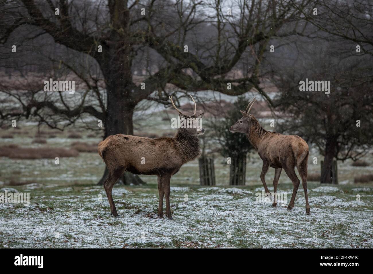 Eisige Temperaturen im Richmond Park, West London während eine Kaltfront durch das Vereinigte Königreich mit Schneeschauern und Frost fegt, England, Großbritannien Stockfoto