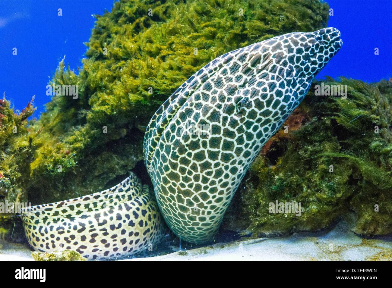 Geschnürter morey oder Honig kämmte morey Eel, der in Korallen lebte Stockfoto