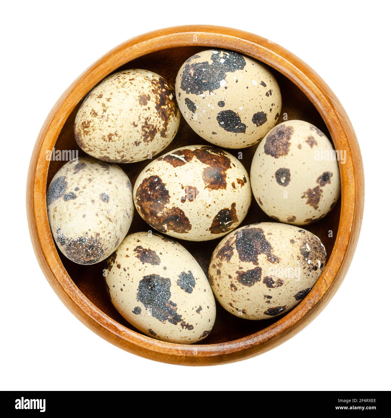 Gruppe von frischen Wachteleiern in einer Holzschüssel. Gesprenkelt, ganze Eier von Wachteln, Coturnix Coturnix, eine Delikatesse, roh oder gekocht verwendet. Nahaufnahme. Stockfoto