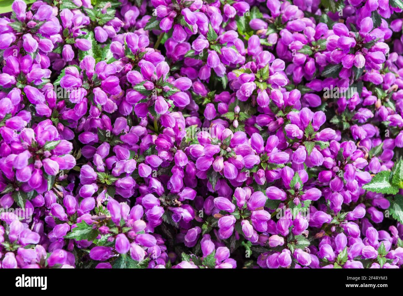Maus Hyazinthe, dekorative nassen Gras Stockfoto