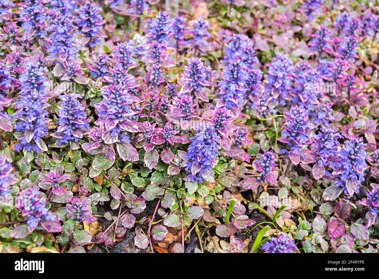 Lila Kriechteppich Käfer Blume Ajuga im Garten Stockfoto