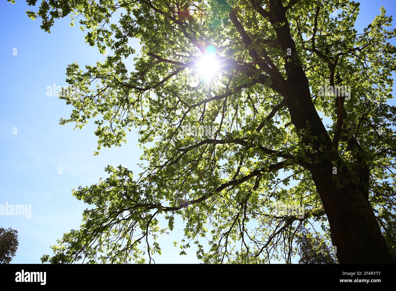 Die Sonne guckt durch den Baum Stockfoto