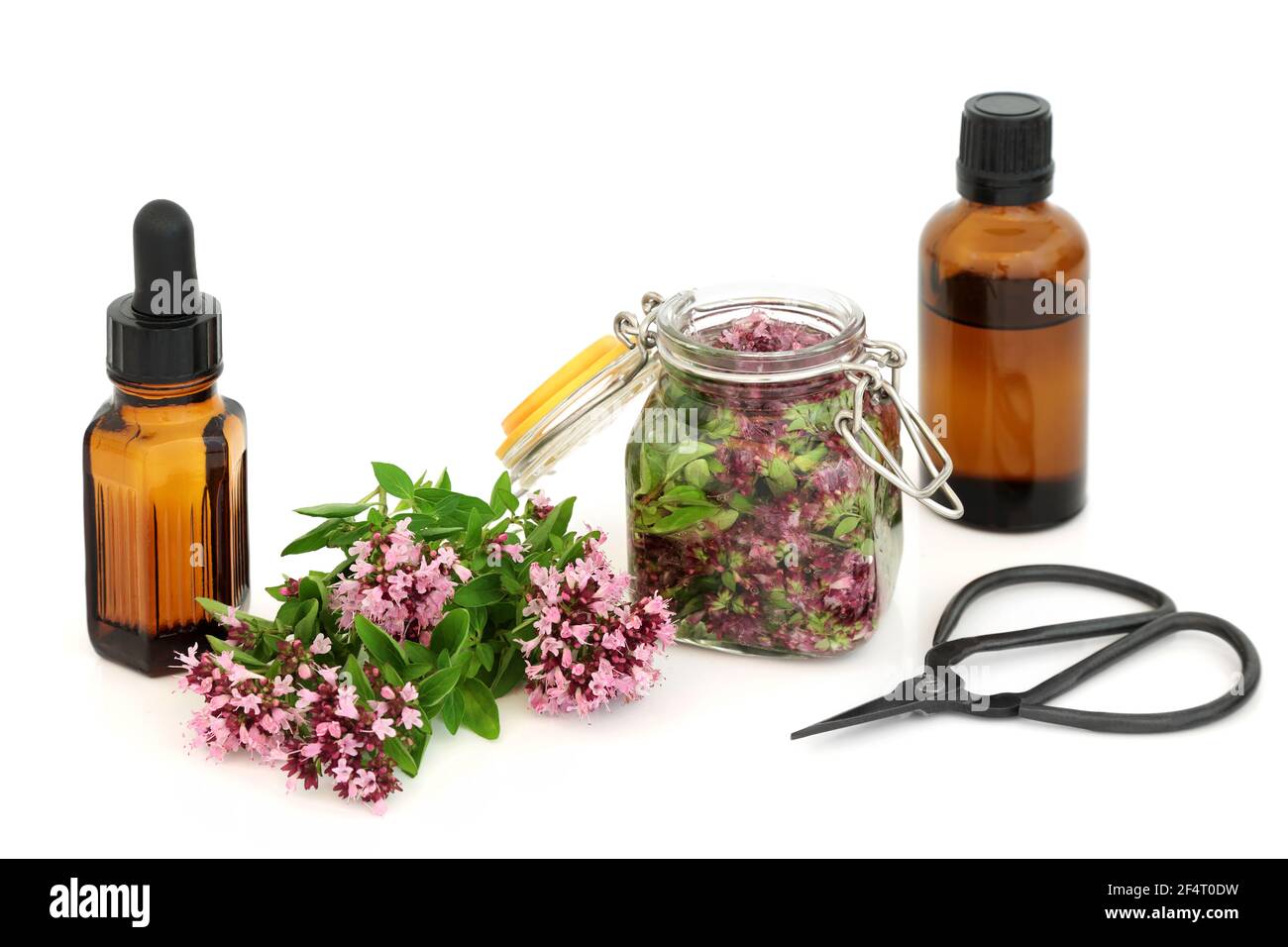 Oregano Kräutermedizin mit Kräuterblüten & Blättern, die in Öl steeping & in ätherischen Ölen verwendet. Kann IBS-Symptome lindern, ist antibakteriell, anti inflammato Stockfoto