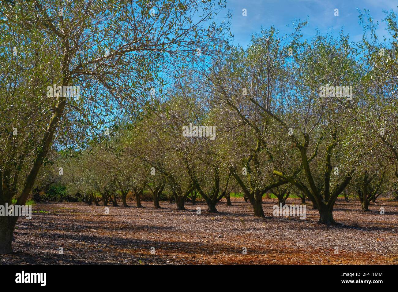 Olivenbäume für die Ölproduktion und Lebensmittelindustrie. Mediterrane Landwirtschaft mit leerem Kopierraum für den Text des Editors. Stockfoto