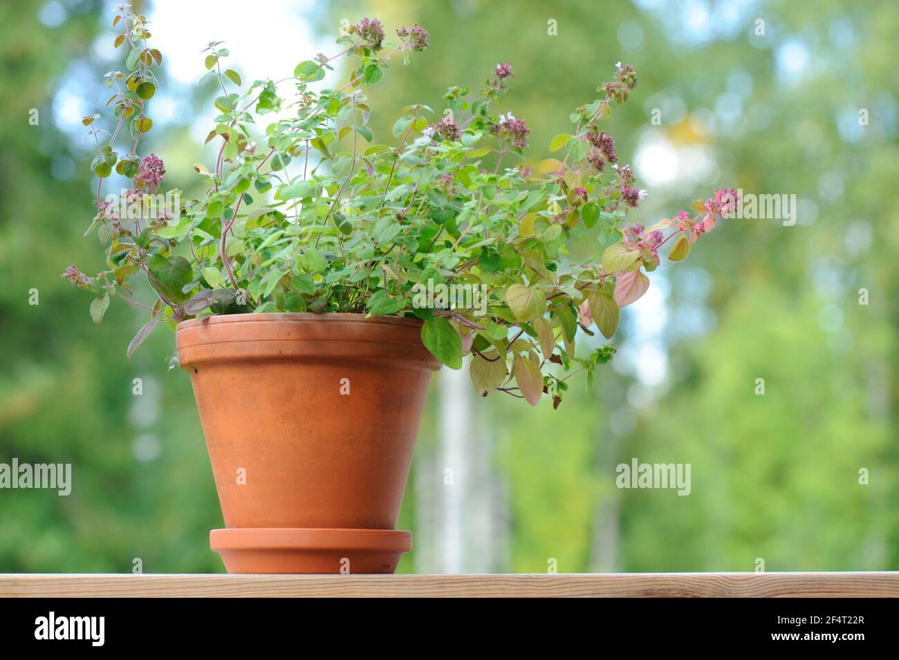 Oregano Pflanze wächst in Tontopf Stockfoto