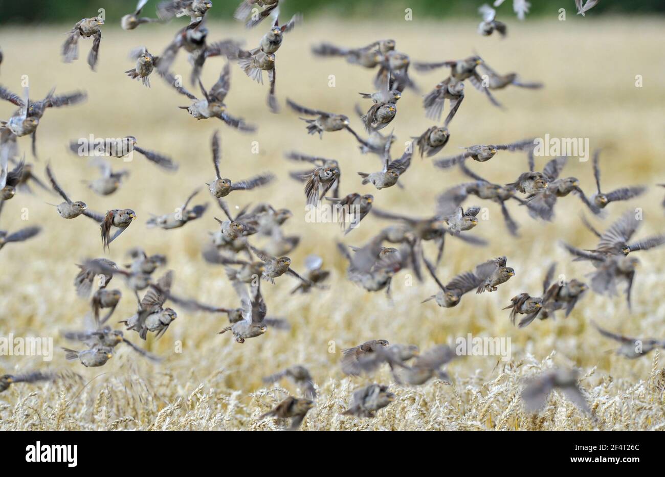 Ein Schwarm von House Sparrow's (Passer domesticus) fliegt von einem Maisfeld in der Nähe von Ballater Aberdeenshire, Schottland. Stockfoto