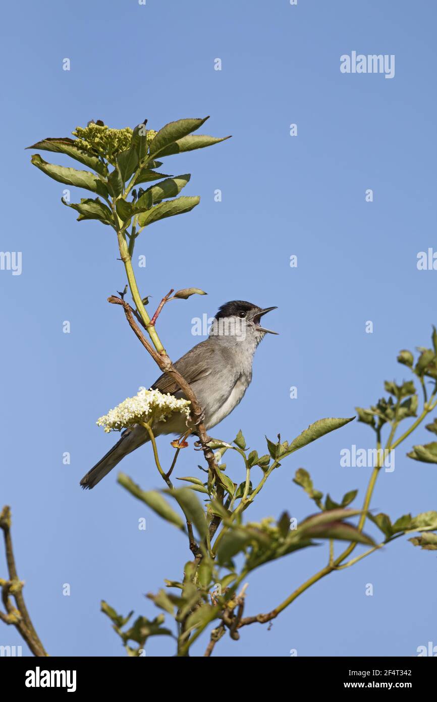 Blackcap - Männergesang auf ElderbuschSylvia atricapilla Two Tree Island Nature Reserve Essex, UK BI025827 Stockfoto