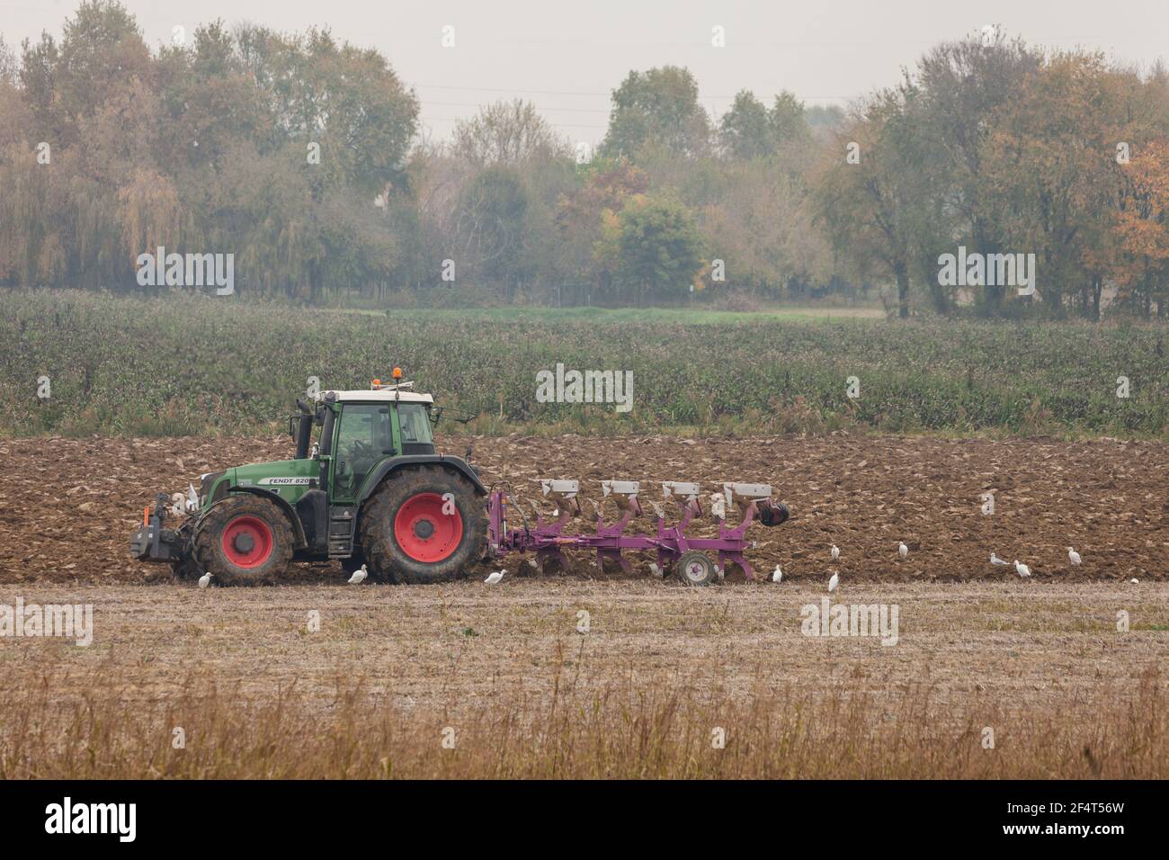 VENEZIA, ITALIEN - 14. NOVEMBER 2020: Ein Bauer mit seinem Traktor pflügt das Land am Ende der Herbstsaison, um es für die Frühjahrspflanzung vorzubereiten Stockfoto
