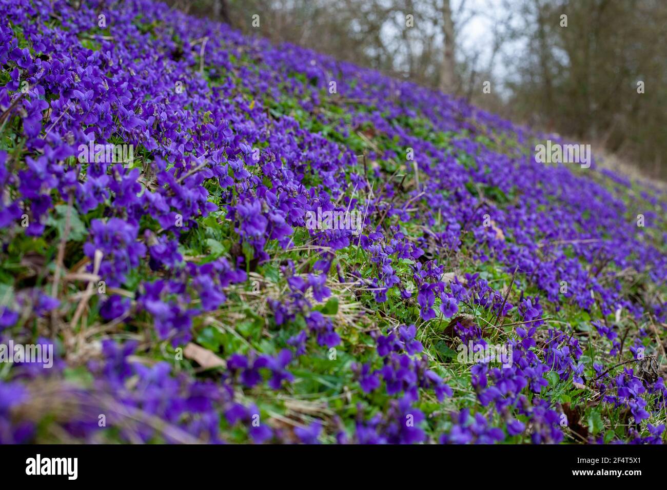 Die Drift der Veilchen auf dem Ufer der Straße in der Blüte Im Frühling Stockfoto