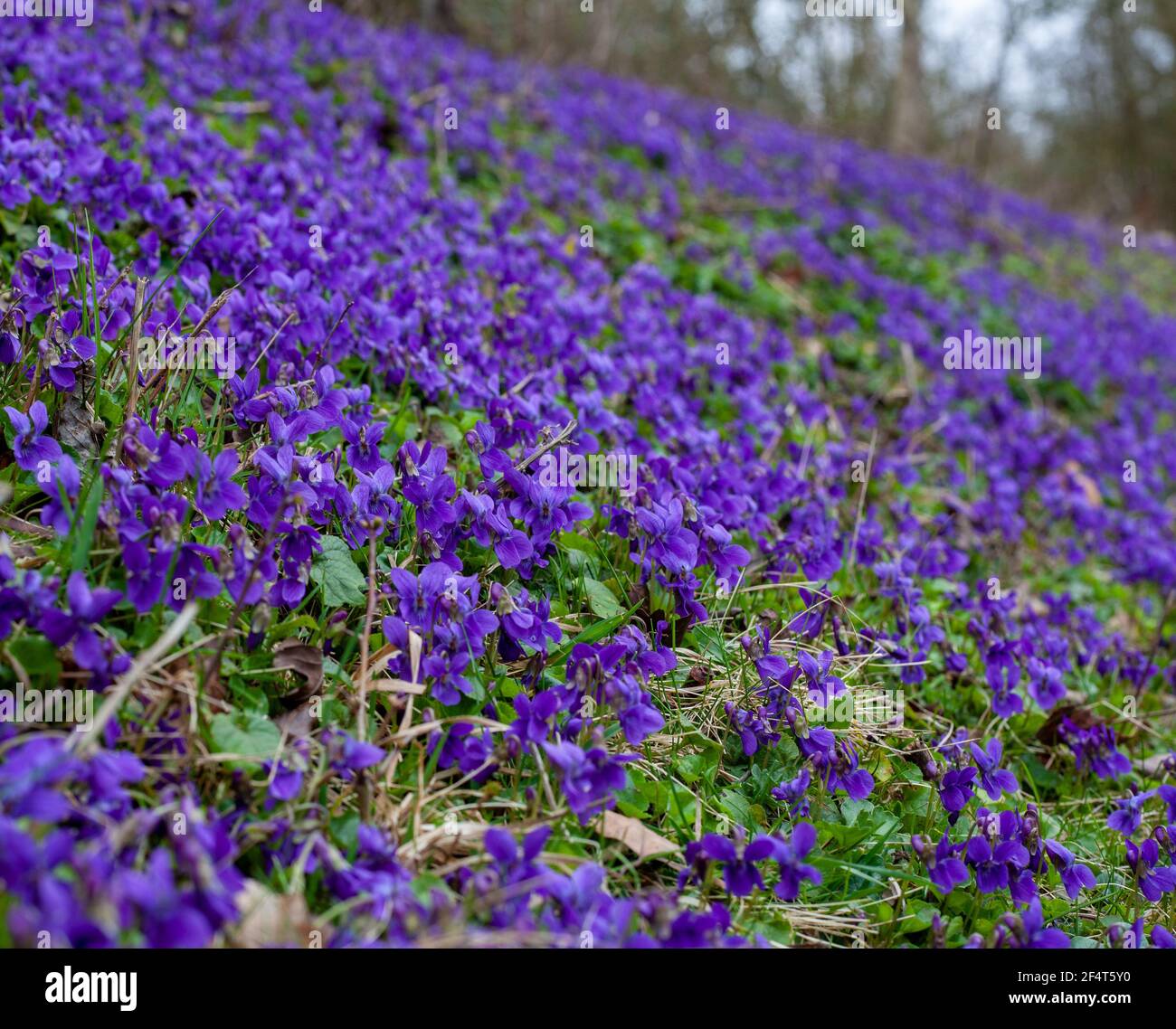 Die Drift der Veilchen auf dem Ufer der Straße in der Blüte Im Frühling Stockfoto