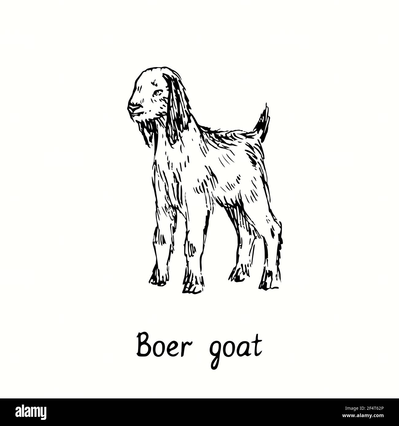 Boer goatling stehend Seitenansicht. Tusche schwarz-weiße Doodle-Zeichnung im Holzschnitt-Outline-Stil Stockfoto