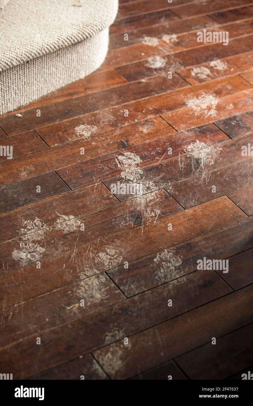 Ein Hund hat überall schlammige Pfotenabdrücke hinterlassen Ein Holzboden Stockfoto