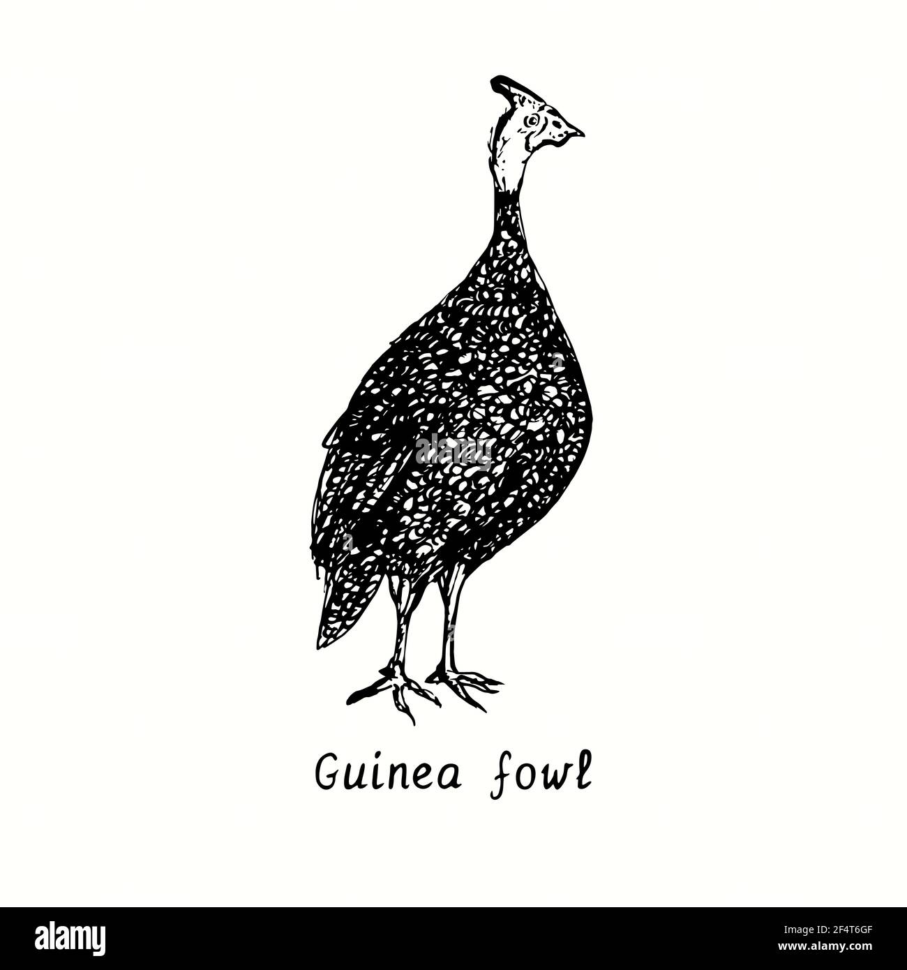 Guinea-Geflügel. Tusche schwarz-weiße Doodle-Zeichnung im Holzschnitt-Outline-Stil. Stockfoto