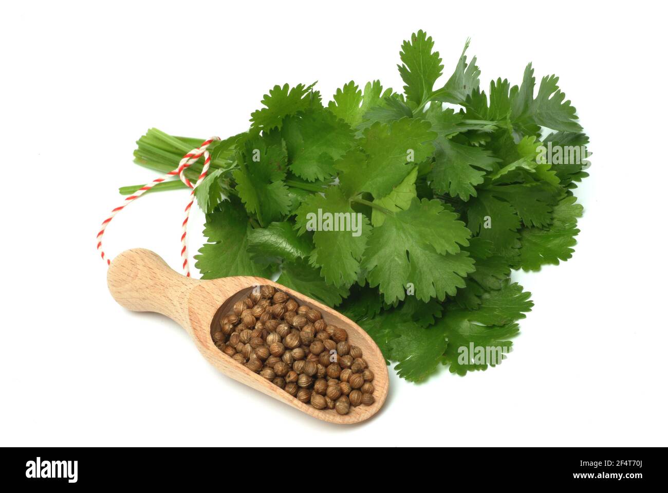 Koriander, Coriandrum sativum, Pflanzenarten aus der Familie der  Umbelliferae, als Gewürz- und Heilpflanze verwendet / Echter Koriander,  Coriandrum sativum, P Stockfotografie - Alamy