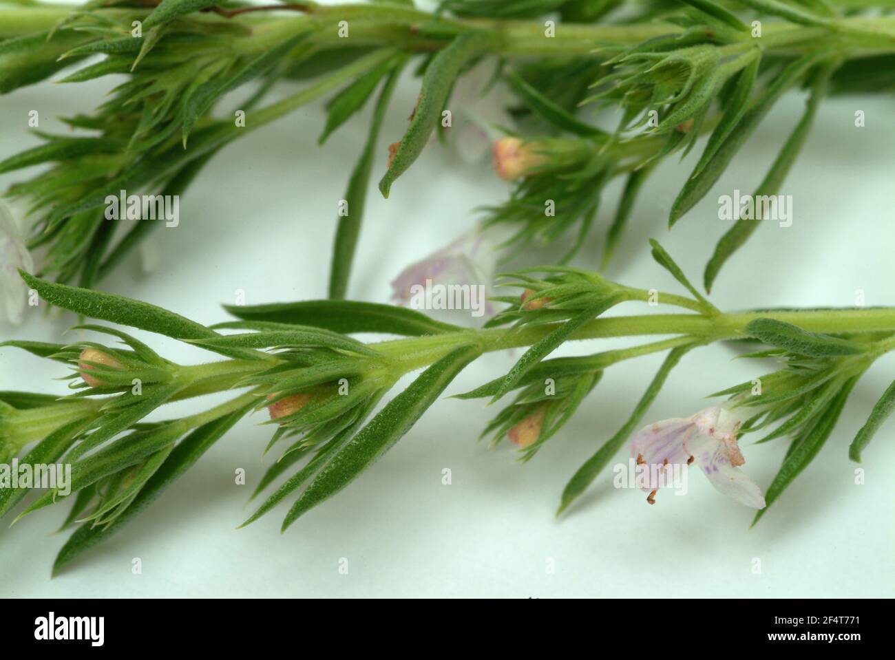 Sommer Bohnenkraut, Satureja hortensis, auch Garten Bohnenkraut, echte Bohnenkraut, Pfefferwort, Familie der Labiate, seit der Antike als Arzneimittel und sp Stockfoto