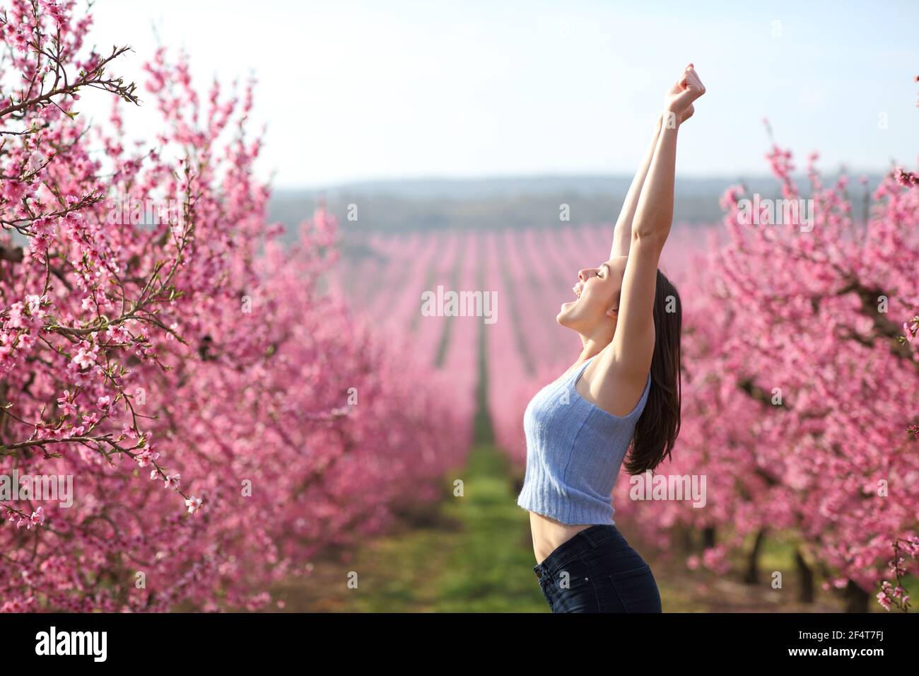 Seitenansicht Porträt einer aufgeregten Frau, die die Arme hebt und feiert Urlaub in einem rosa Feld von Pfirsichbäumen im Frühling Stockfoto