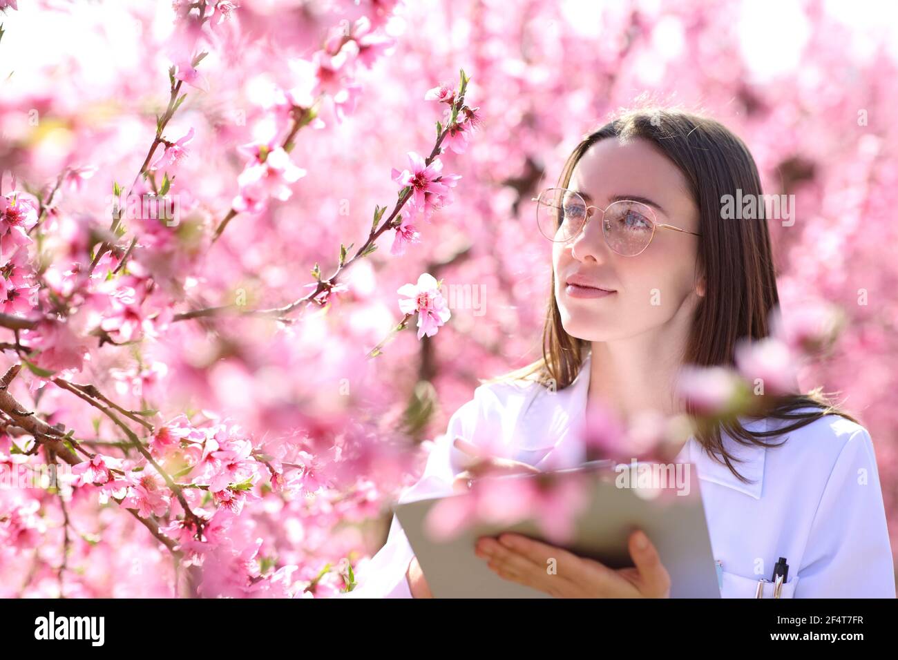 Biologe überprüft Blumen von Pfirsichbäumen Feld während der Frühjahrsblüte Stockfoto