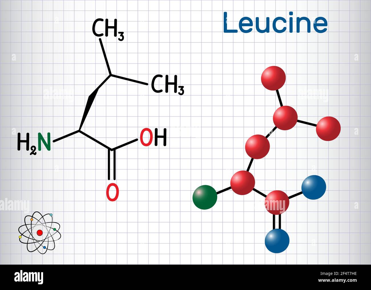 Leucin ( L- Leucin, Leu, L) Molekül. Es ist essentielle Aminosäure. Blatt Papier in einem Käfig. Strukturelle chemische Formel und Molekülmodell Stock Vektor