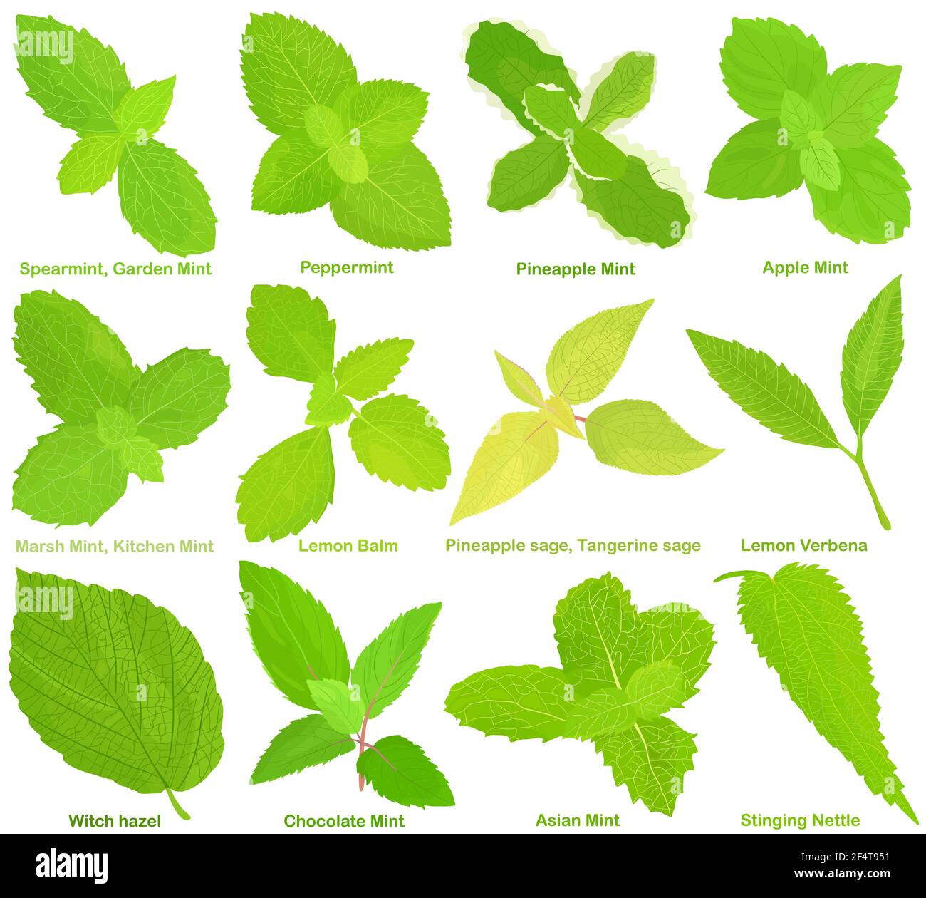 Vektor von aromatischen kulinarischen Kräutersamen, Gemüse - verschiedene Minze, Zitronenmelisse, Salbei, Zitrone Verbena, Hexe Hasel, Brennnessel . Gesunde Zutaten Stock Vektor