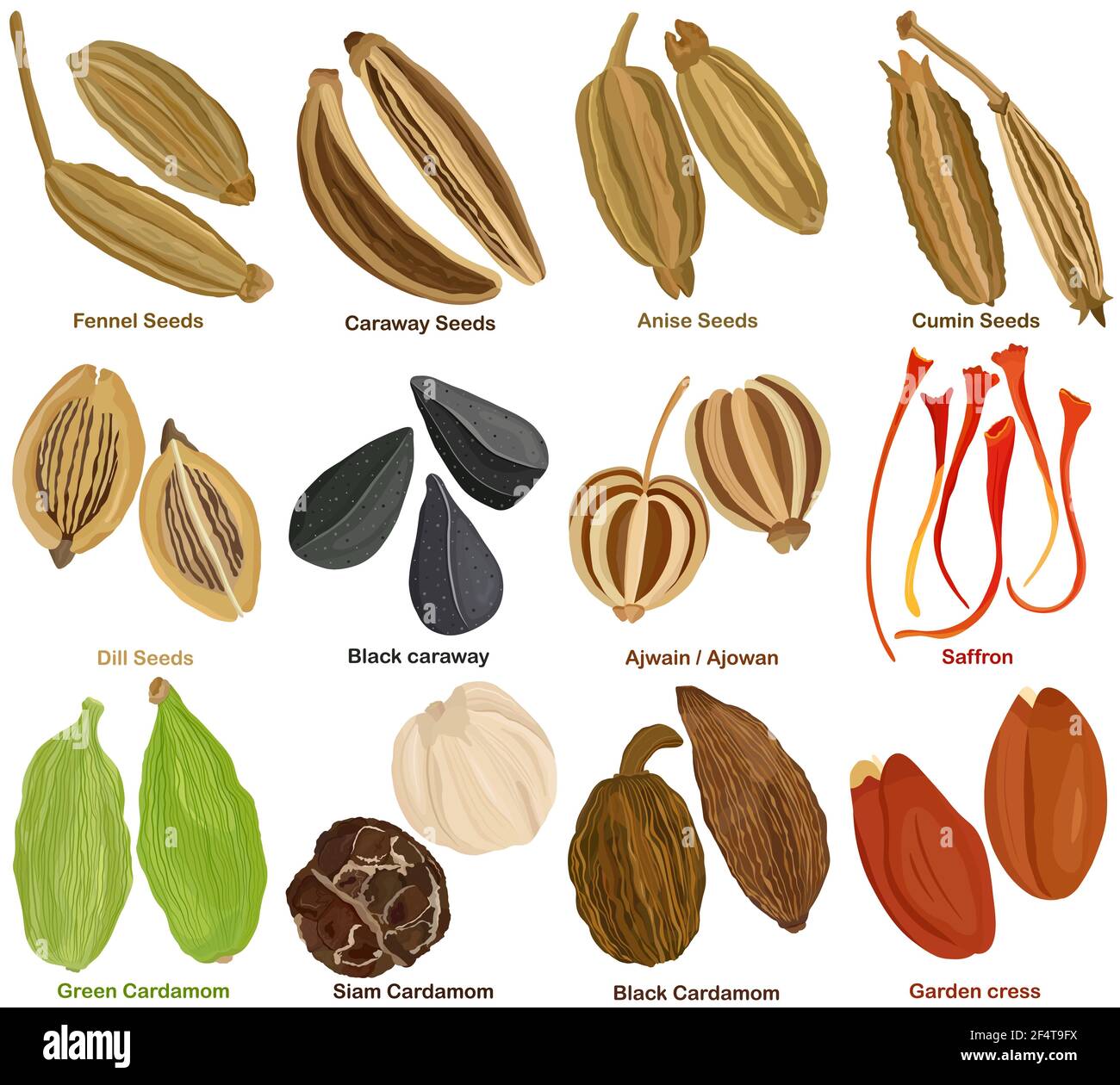 Vektor der aromatischen kulinarischen Kraut. Verschiedene Samen Gewürze - Fenchel, Kümmel, Anis, Kreuzkümmel, Dill, Schwarzkümmel, Kreuzkümmel, Ajowan, Safran, Kardamom Stock Vektor