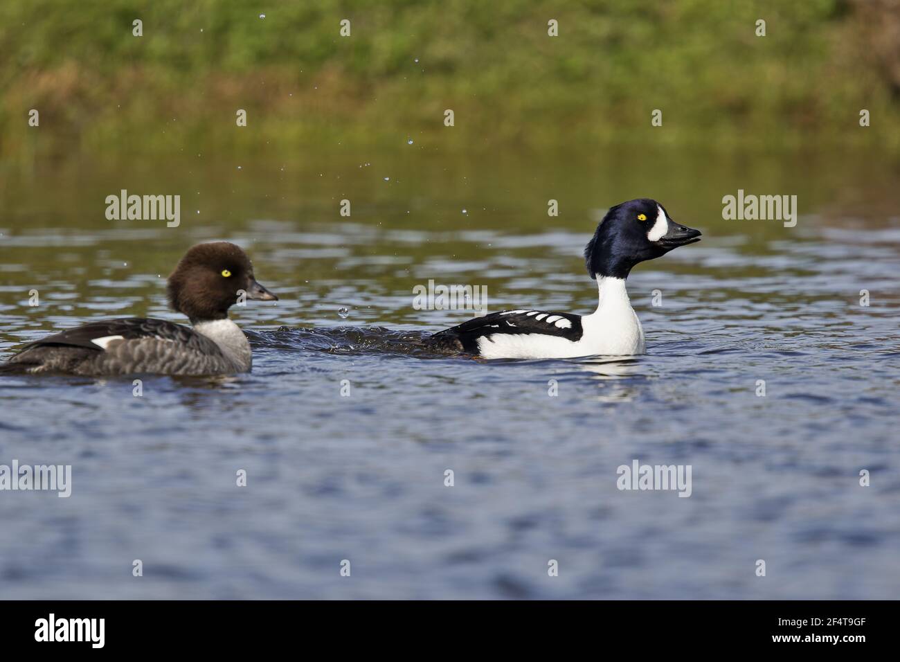 Barrow Goldeneye - männlichen zu weiblichen Bucephala Islandica Island BI025981 anzeigen Stockfoto