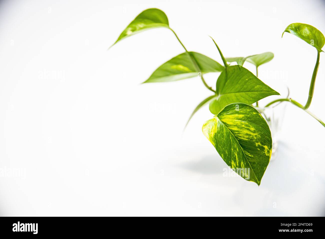 Nahaufnahme der Pflanzenblätter in einem Glas voller Wasser auf weißem Hintergrund Stockfoto