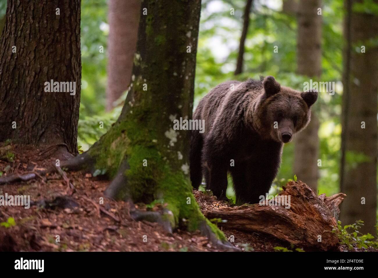 Europäischer Braunbär (Ursus arctos), Notranjska Wald, Slowenien. Stockfoto