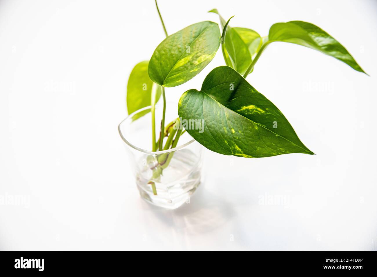Nahaufnahme der Pflanzenblätter in einem Glas voller Wasser auf weißem Hintergrund Stockfoto