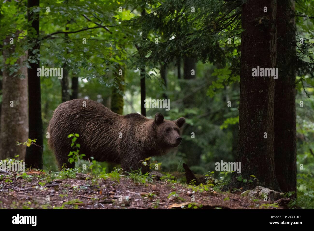 Europäischer Braunbär (Ursus arctos), Notranjska Wald, Slowenien. Stockfoto