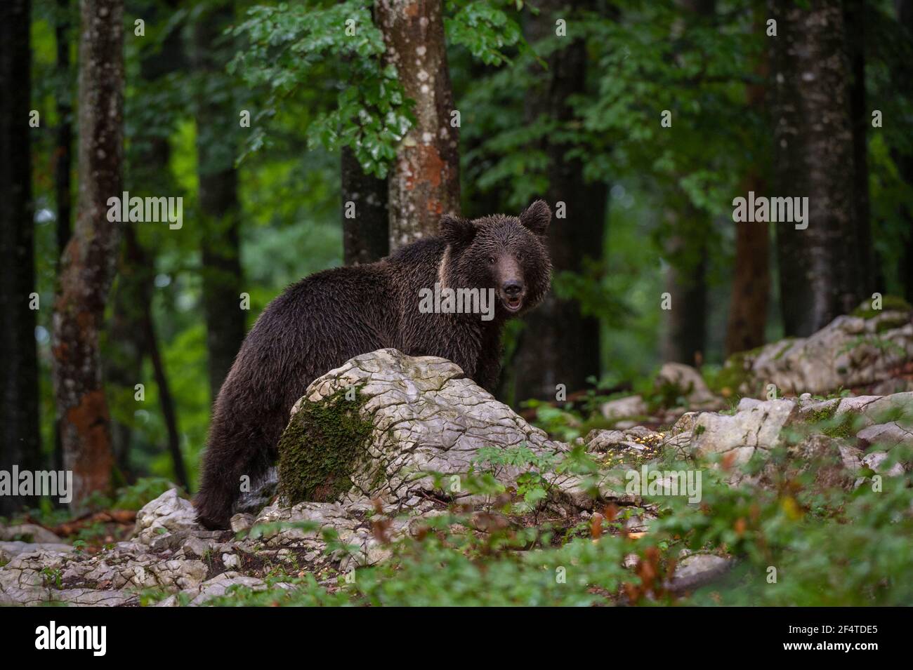 Europäischer Braunbär (Ursus arctos), Notranjska Wald, Slowenien. Stockfoto