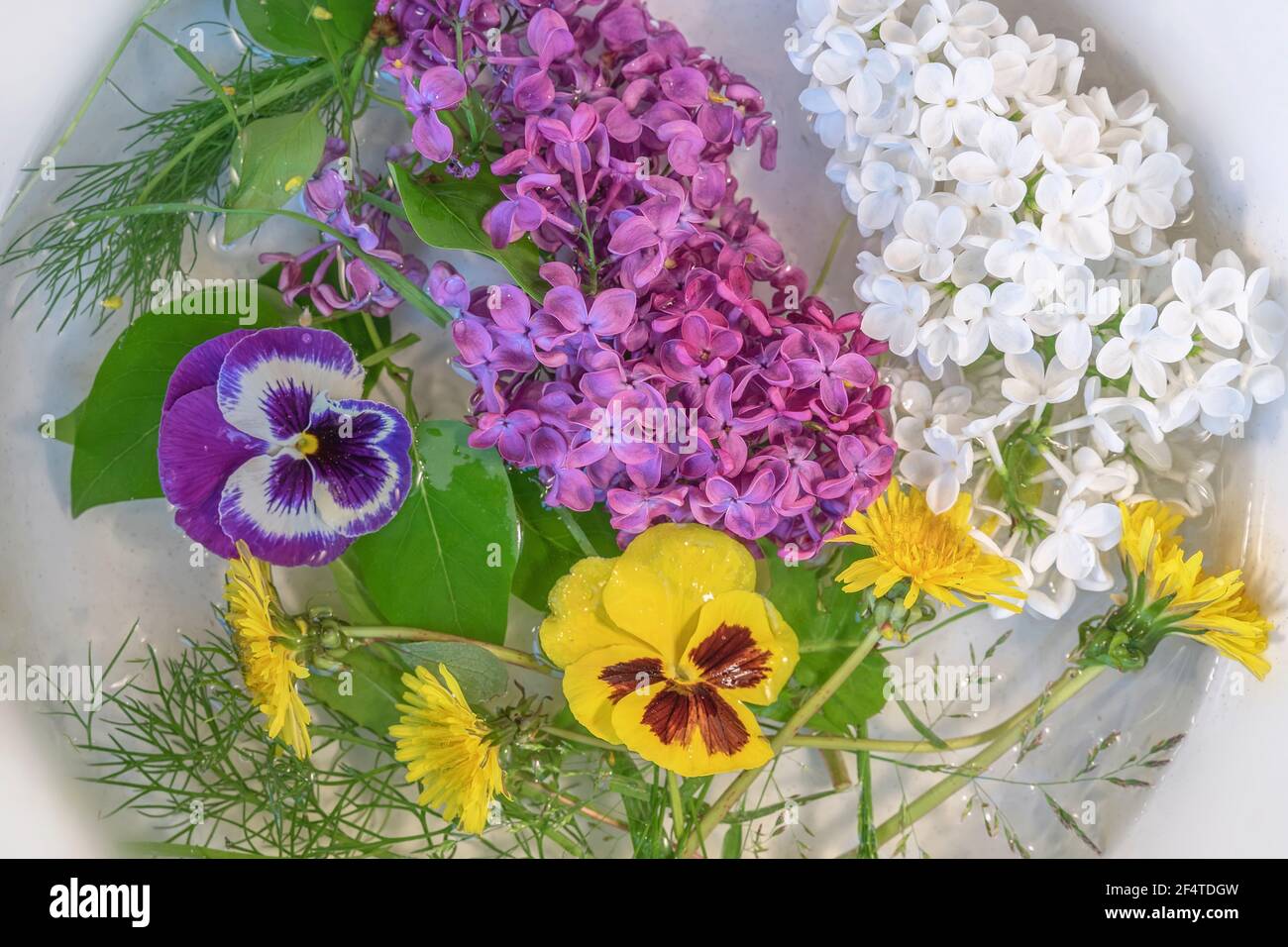Blütenzusammensetzung, Flieder, Löwenzahn, Viola tricolor auf Kreishintergrund. Frühling und Sommer Konzept. Flach liegend, Draufsicht Stockfoto