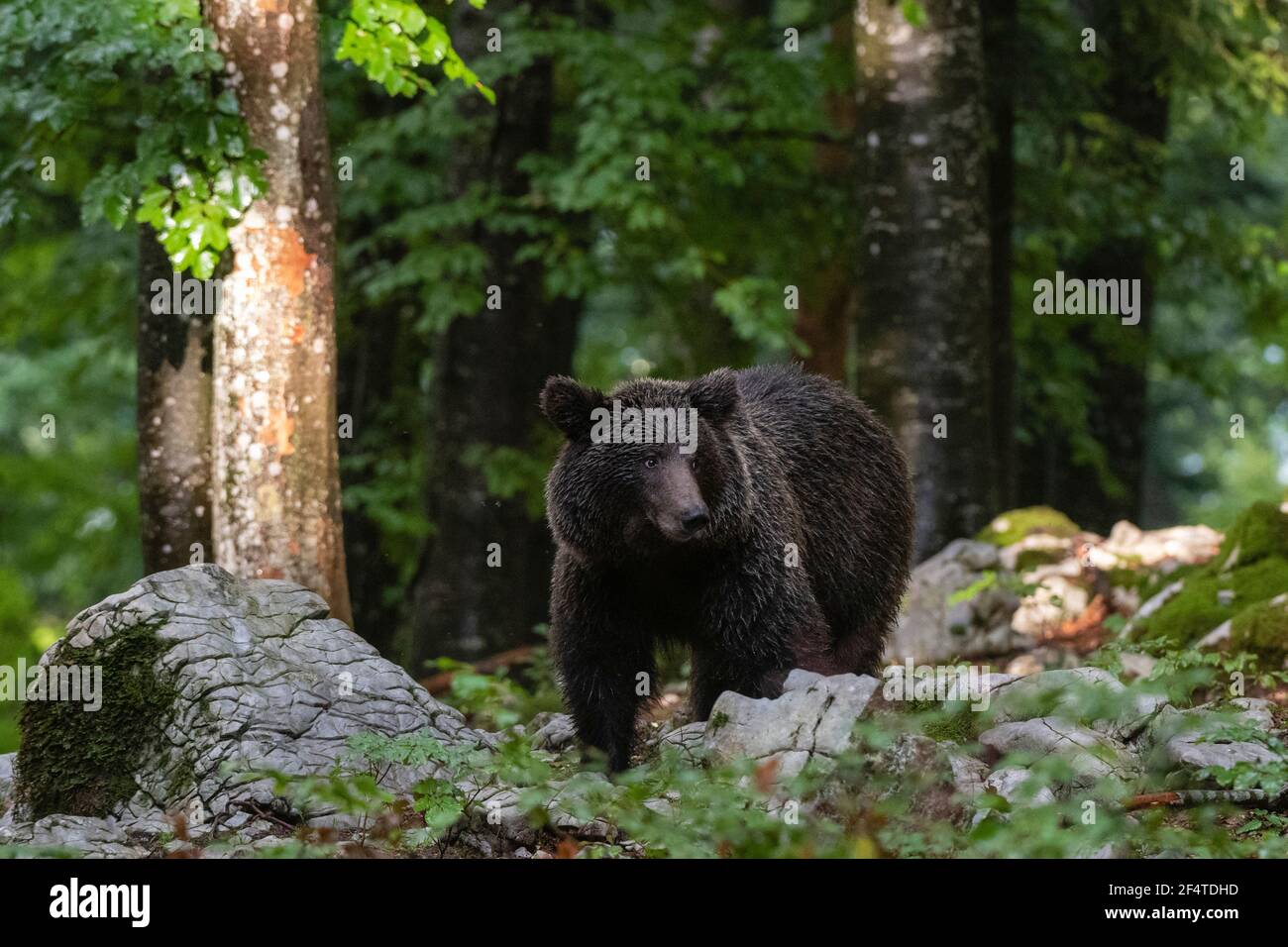Europäischer Braunbär (Ursus arctos), Notranjska Wald, Slowenien. Stockfoto