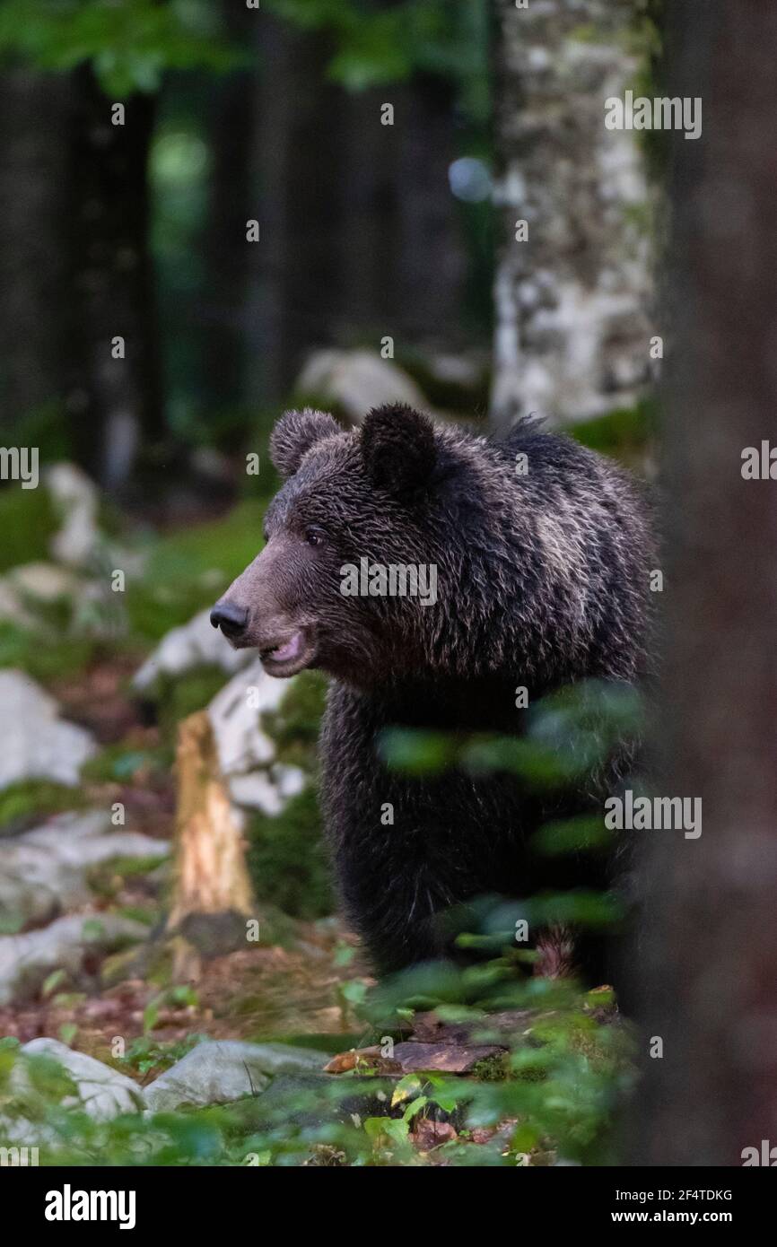 Europäischer Braunbär (Ursus arctos), Notranjska Wald, Slowenien. Stockfoto