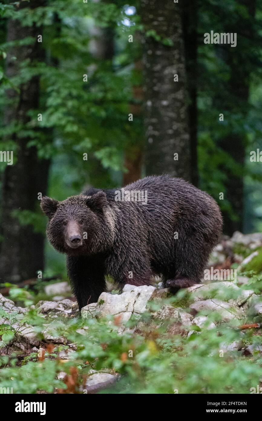Europäischer Braunbär (Ursus arctos), Notranjska Wald, Slowenien. Stockfoto