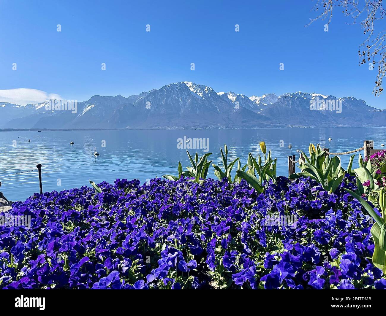 Nahaufnahme von violetten Blumen in der Nähe des Genfer Sees in Clarens,  Montreux, Schweiz Stockfotografie - Alamy