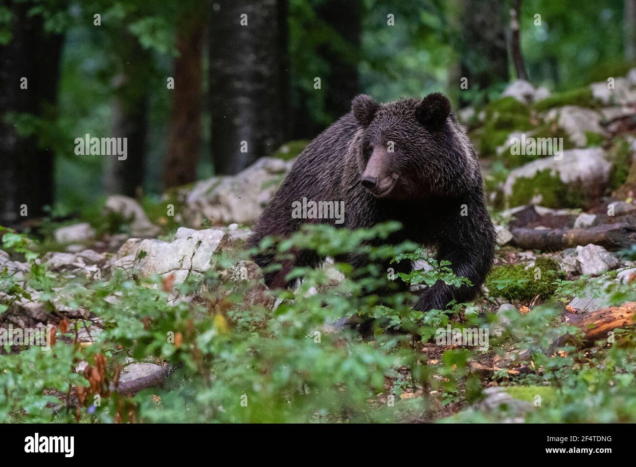 Europäischer Braunbär (Ursus arctos), Notranjska Wald, Slowenien. Stockfoto