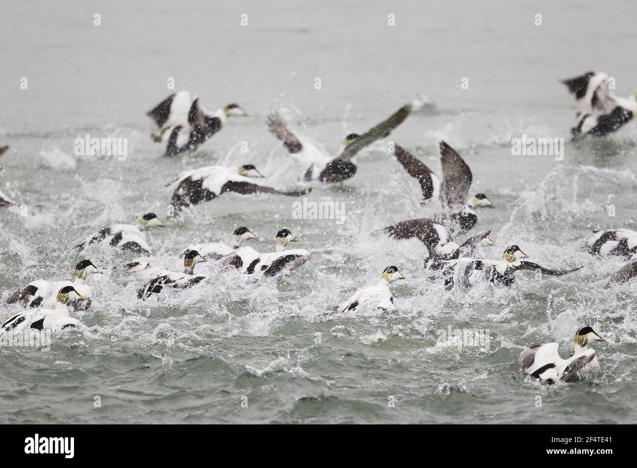 Gemeinsamen Eider - Masse Panik Start Somateria Mollissima Island BI026091 Stockfoto