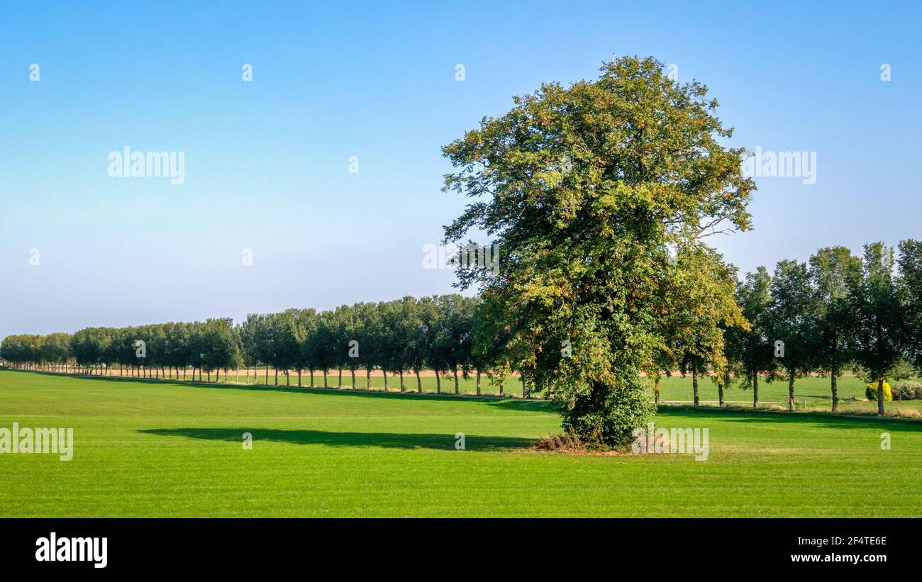 In den Sommerfeldern in der Nähe des kleinen holländischen Dorfes Wilp steht an einem Septembertag ein großer Baum hoch. Es gibt auch eine Straße mit einer Reihe von Bäumen ne Stockfoto